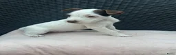 Jack Russell dogs for sale: 🐾Jack Russell Pups for Their Forever Homes! 🐾 - Advert 3