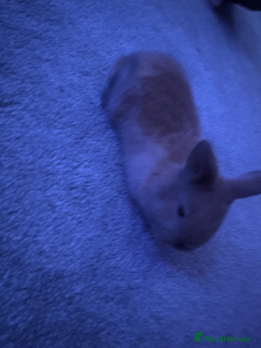 Mini Lop rabbits for sale: mini lop rabbit  - Advert 2