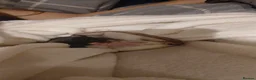 Rat rodents for sale: 2 Female rats and cage for sale - Advert 2