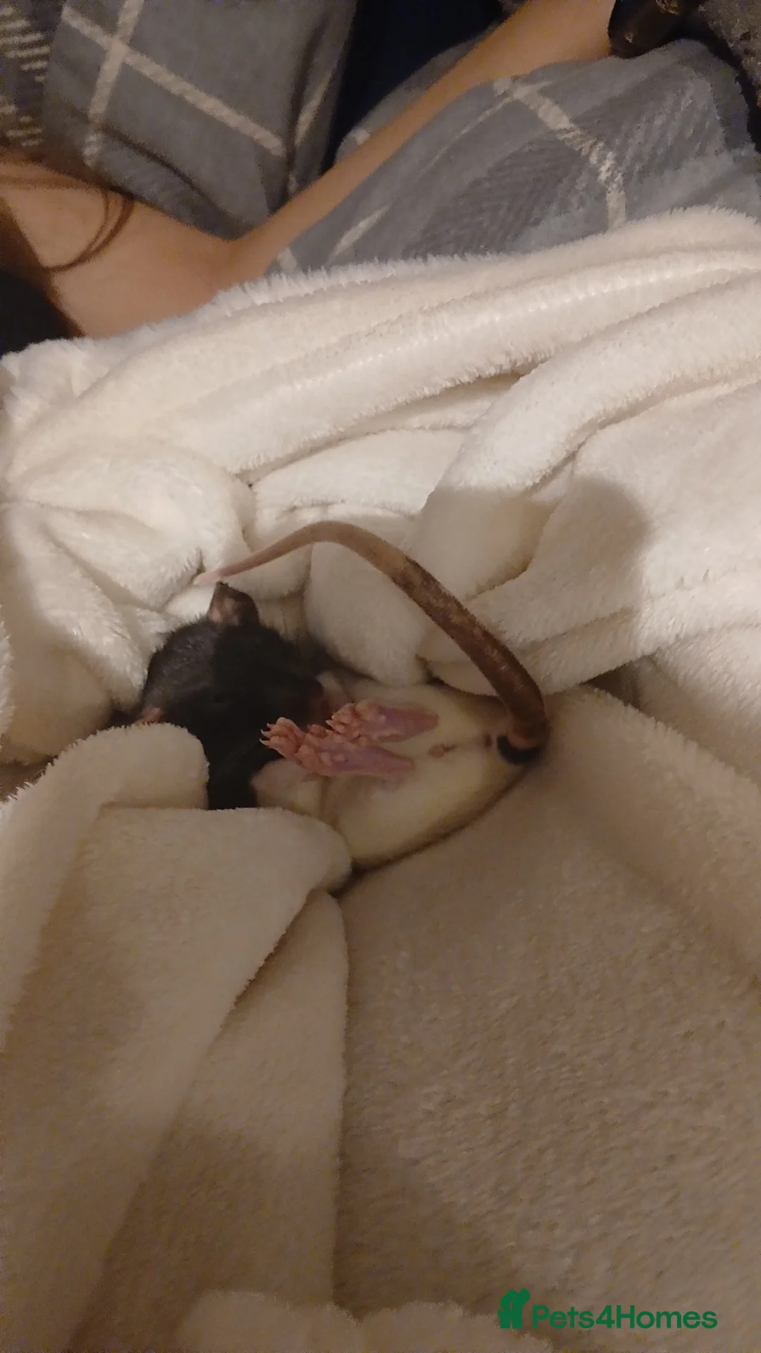 Rat rodents for sale: 2 Female rats and cage for sale - Advert 2