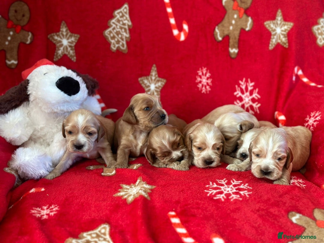 Cocker Spaniel dogs for sale: 🌟STUNNING SHOW COCKER SPANIEL BABIES🌟1 Boy left  - Advert 9