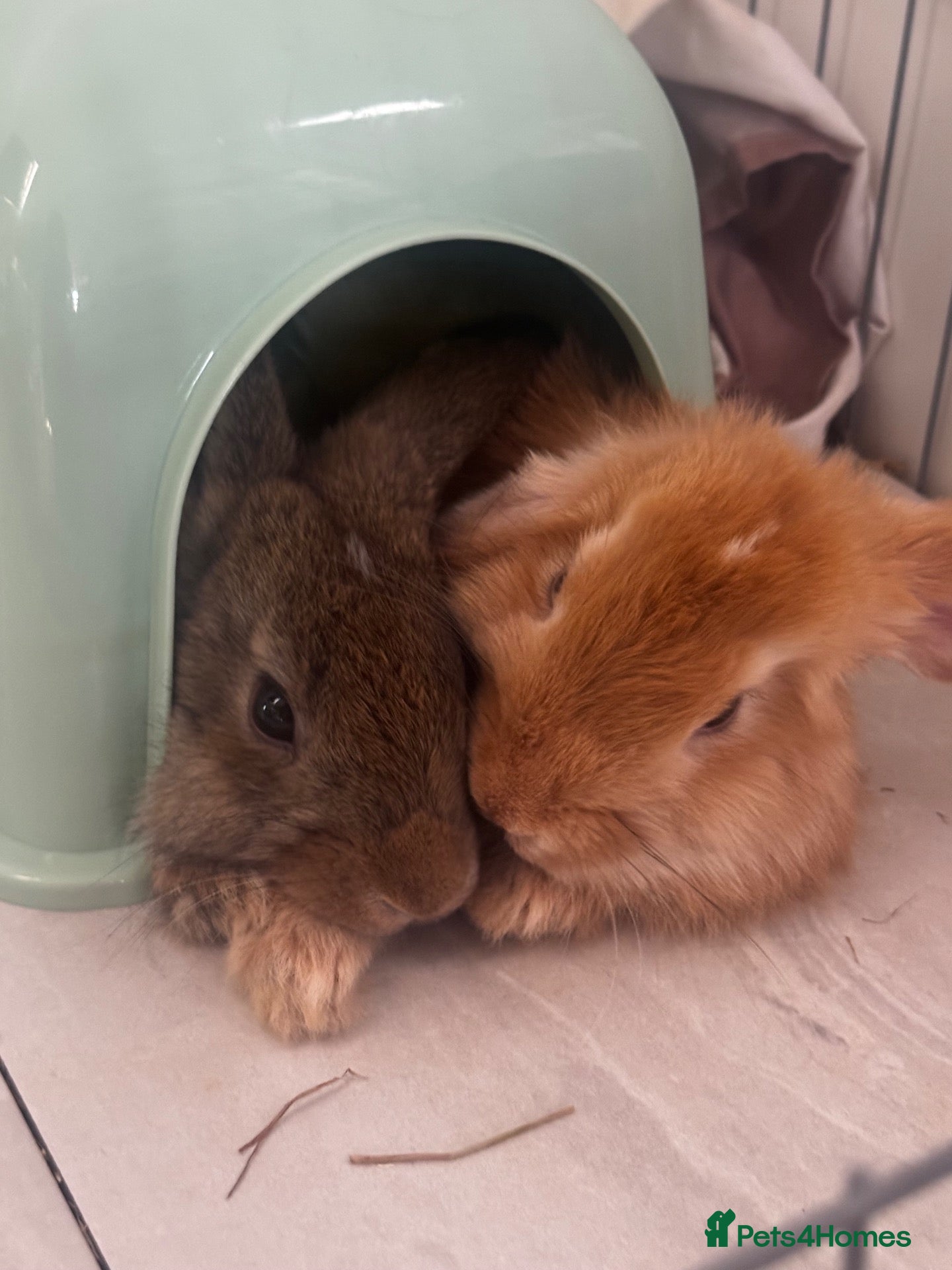 Mini Lop rabbits 2 beautiful Mini Lop Boys - Advert 4