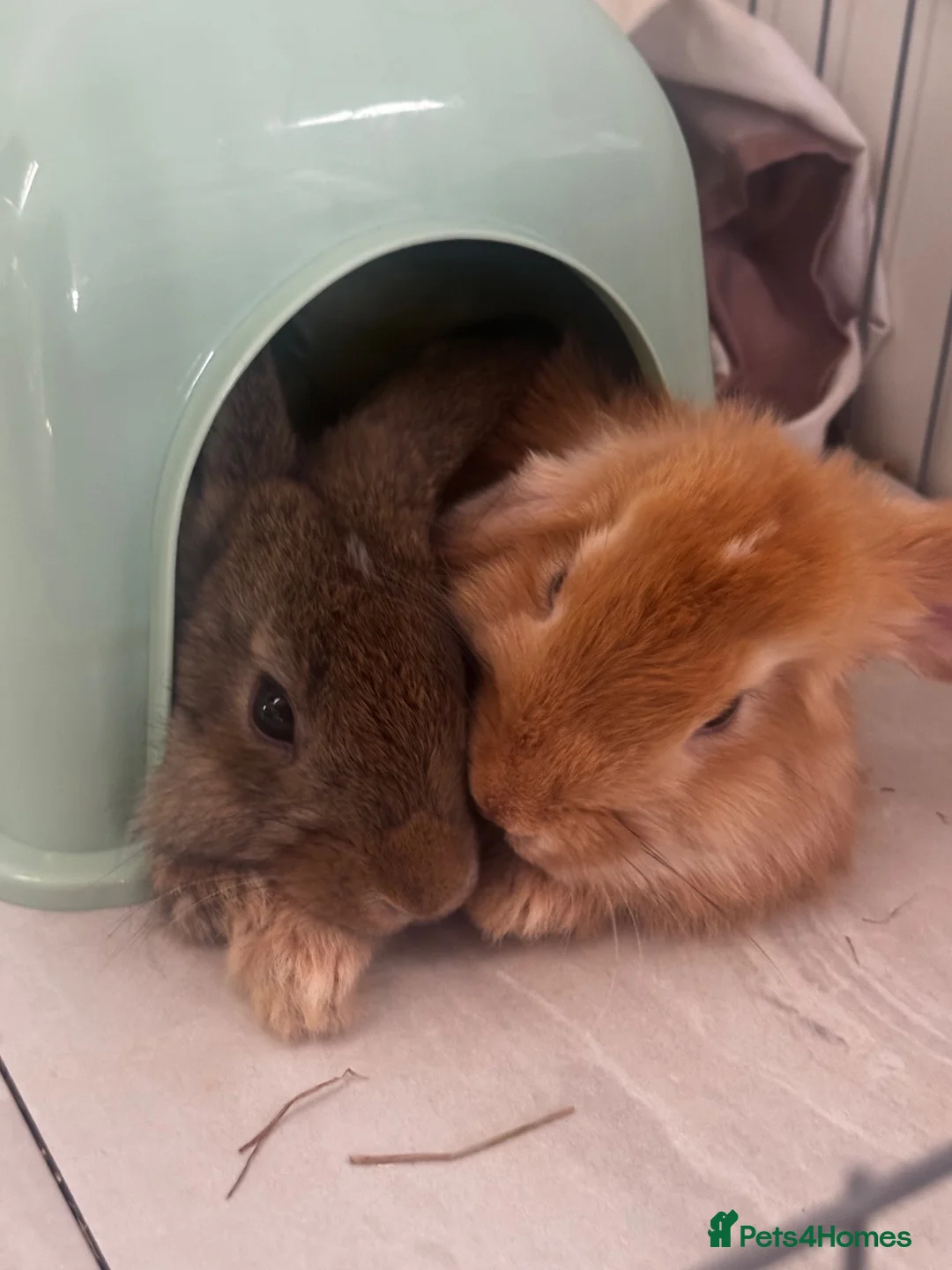 Mini Lop rabbits for sale: 2 beautiful Mini Lop Boys - Advert 1