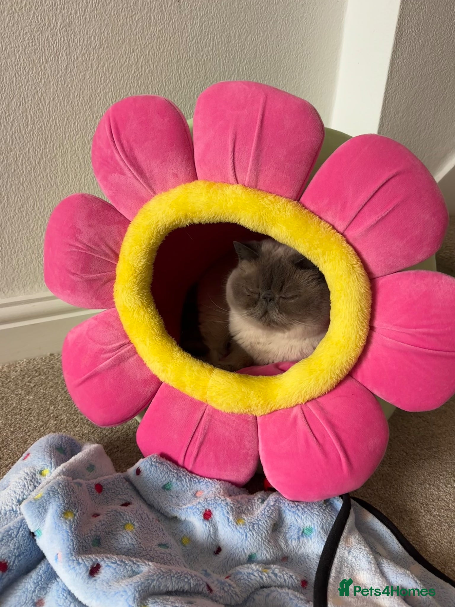 Exotic cats for sale: Rufus is looking for a new home  - Advert 2