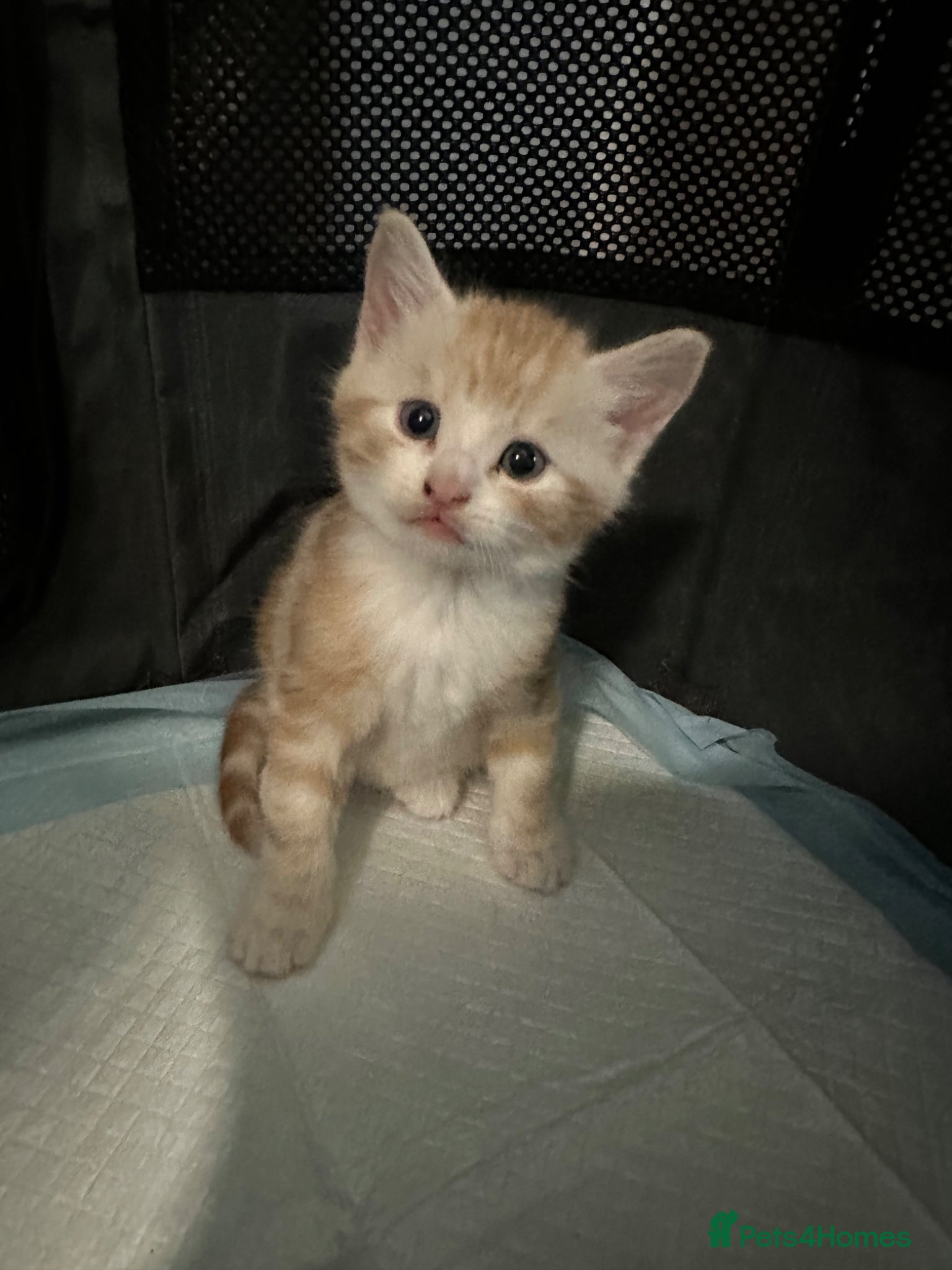 Domestic Shorthair cats Kittens for sale - Advert 13