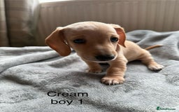 Miniature Dachshund dogs for sale: Miniature dachshund puppies ready 10/08/25 - Image 8