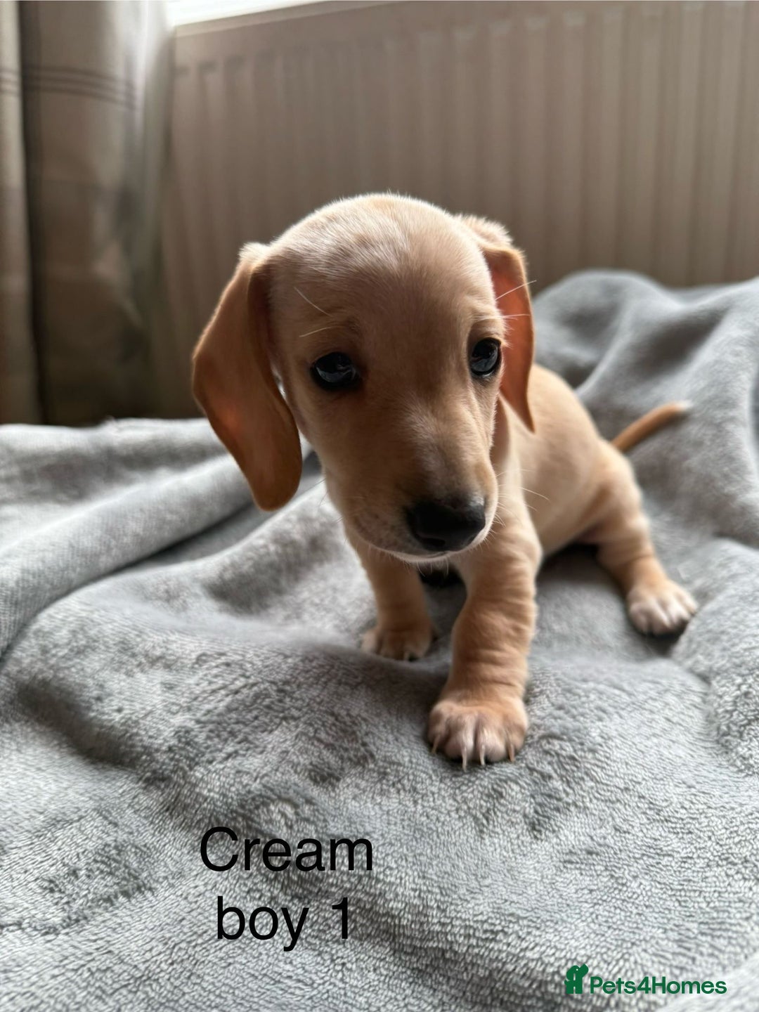 Miniature Dachshund dogs for sale: Miniature dachshund puppies ready 10/08/25 - Image 8
