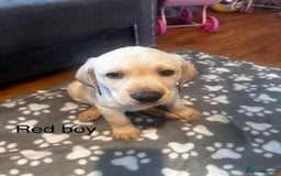 Labrador Retriever dogs for sale:  Labrador puppies - Ready now  in Aberdeen - Image 14