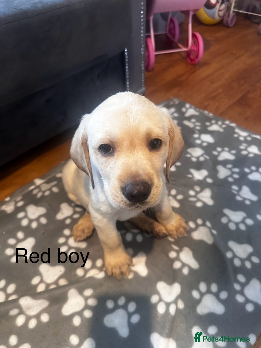 Labrador Retriever dogs for sale:  Labrador puppies - Ready now  in Aberdeen - Image 14