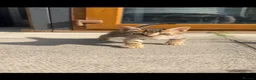 Savannah cats for sale: Savannah x Bengal kittens in Leicester - Advert 5