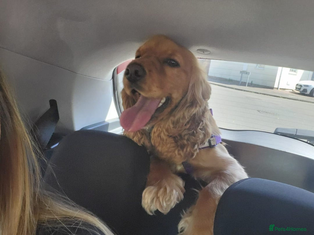 Cocker Spaniel dogs for sale: Meet Daisy – looking for her forever home❤️ - Advert 30