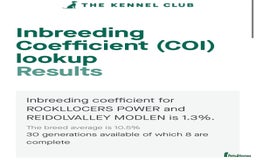 Cocker Spaniel dogs for sale: KC Registered Show Type Cocker Spaniel Pups - Image 3