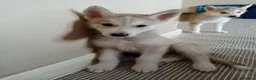 Siberian Husky dogs for sale: Stunning Siberian Husky puppies for sale - Advert 14