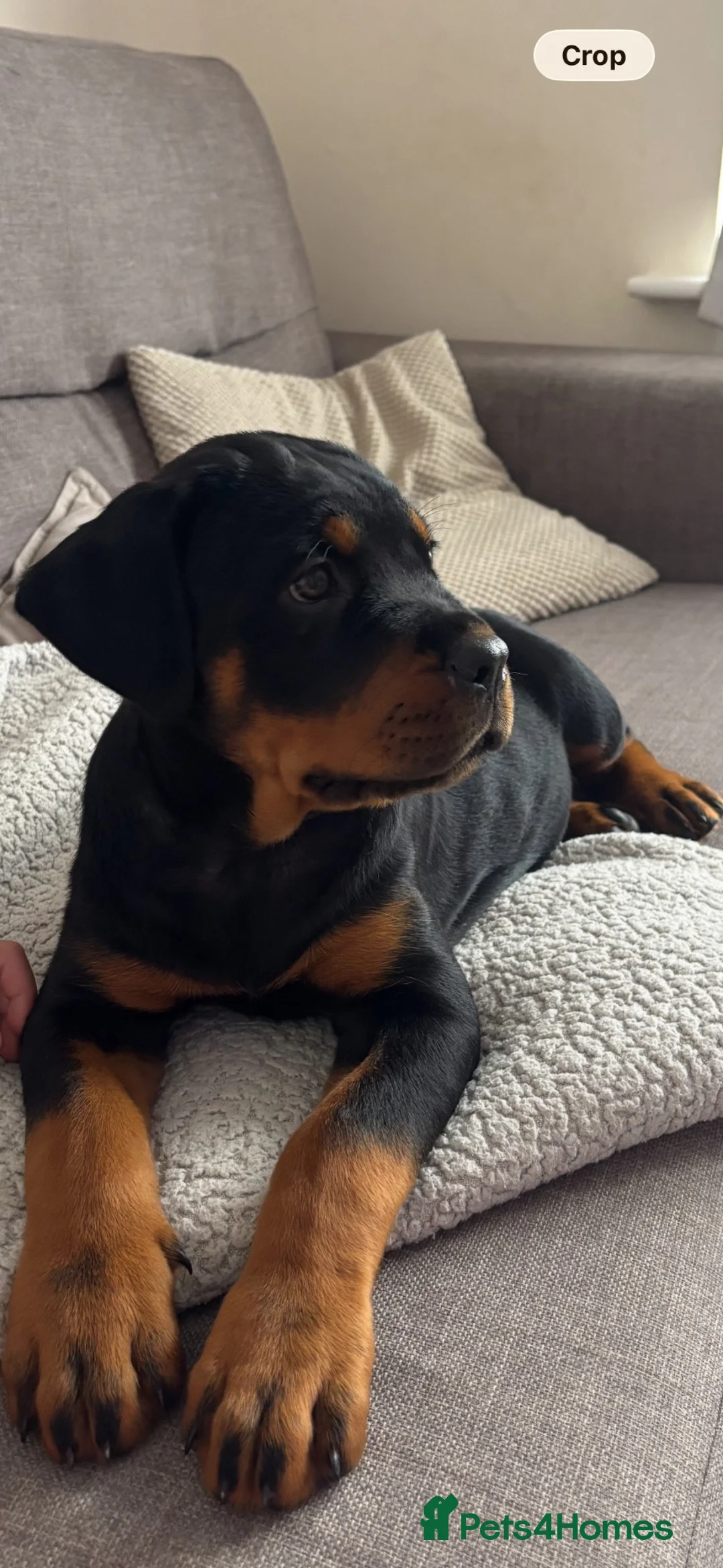 Rottweiler dogs for sale: Beautiful KC Registered Rotweiller Female - Advert 4