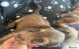 Miniature Dachshund dogs for sale: Long haired dachshund puppies   - Image 19