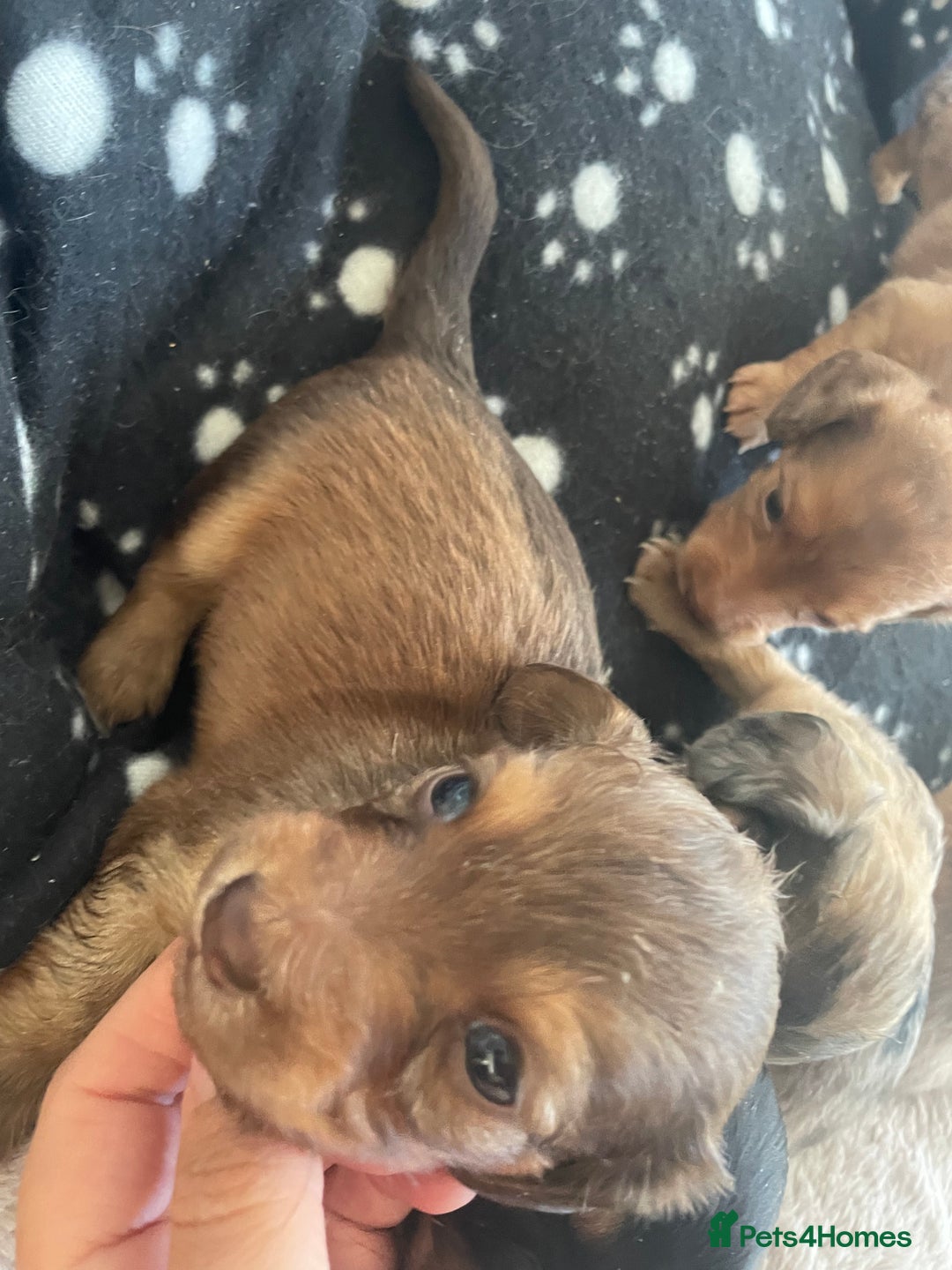 Miniature Dachshund dogs for sale: Long haired dachshund puppies   - Image 19
