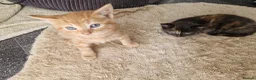 Mixed Breed cats for sale: Two kittens - Advert 5