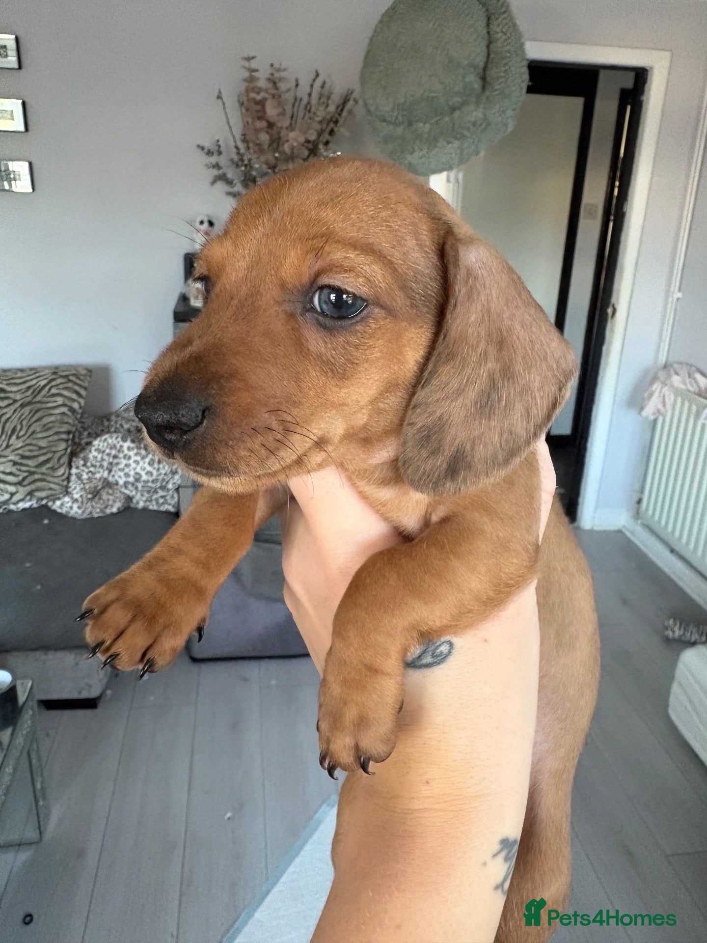 Miniature Dachshund dogs Miniature Daschund puppys  - Advert 1