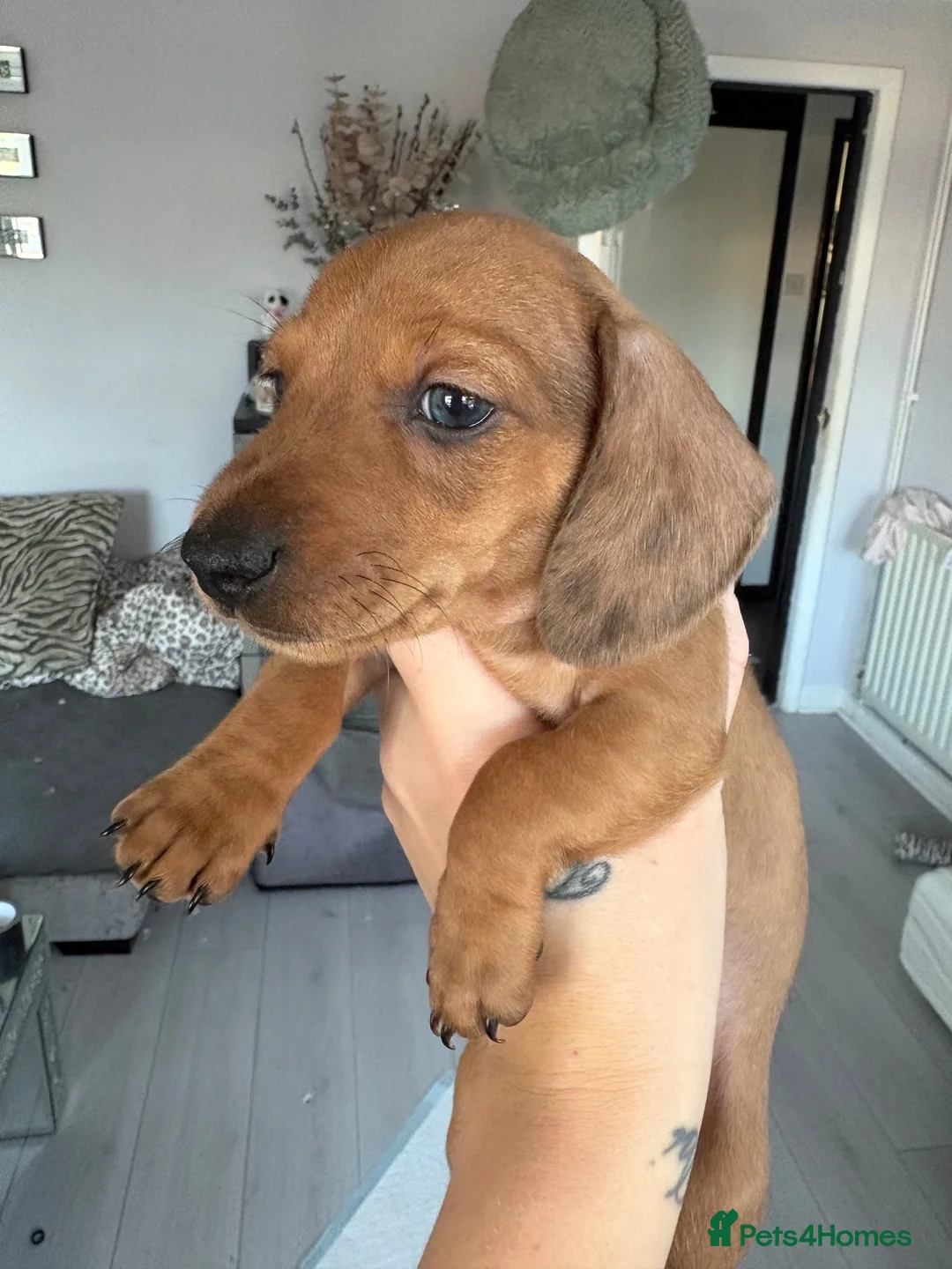 Miniature Dachshund dogs for sale: Miniature Daschund puppys  - Advert 1