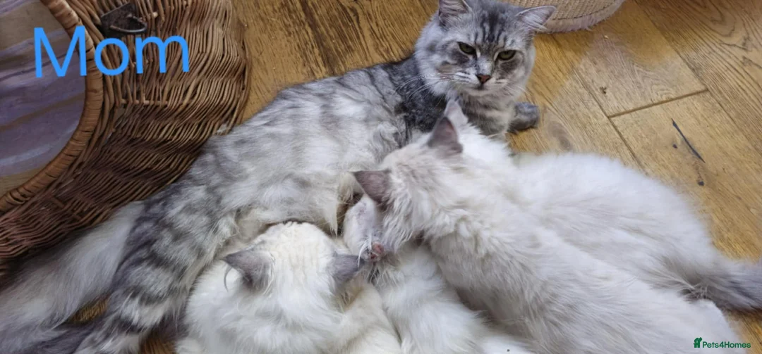 Siberian cats for sale: Beautiful Siberian kittens - Advert 2