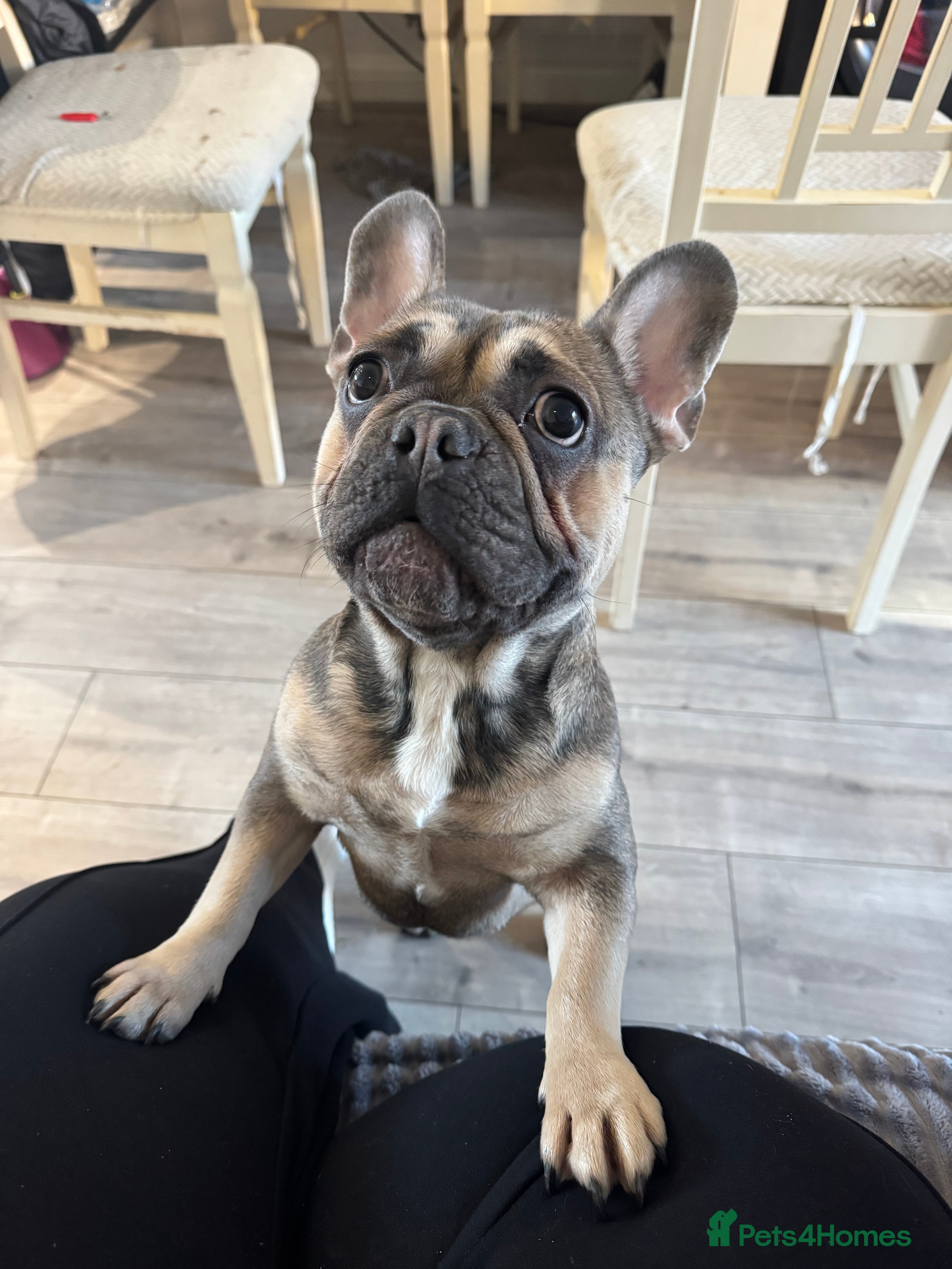 French Bulldog dogs 15month old frenchie  - Advert 2