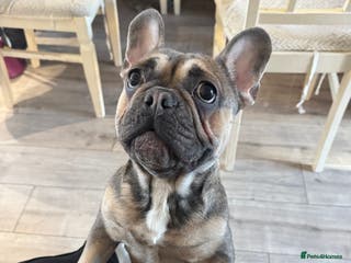 French Bulldog dogs 15month old frenchie - Advert 1