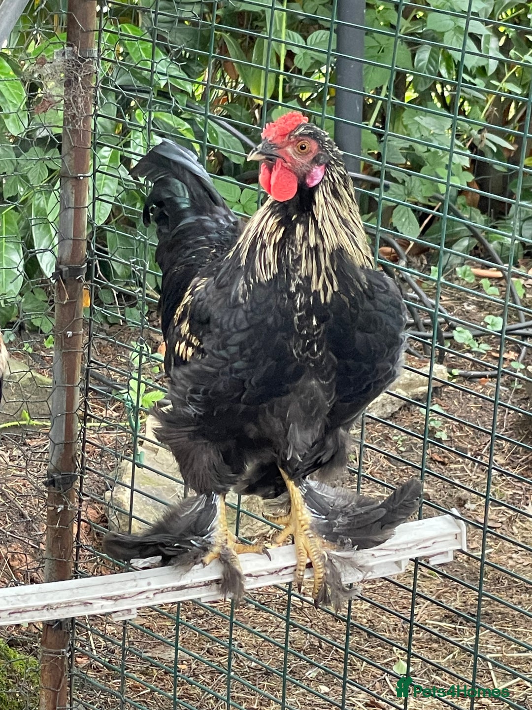 Chickens poultry for sale: Young cockerel free to good home  - Image 2