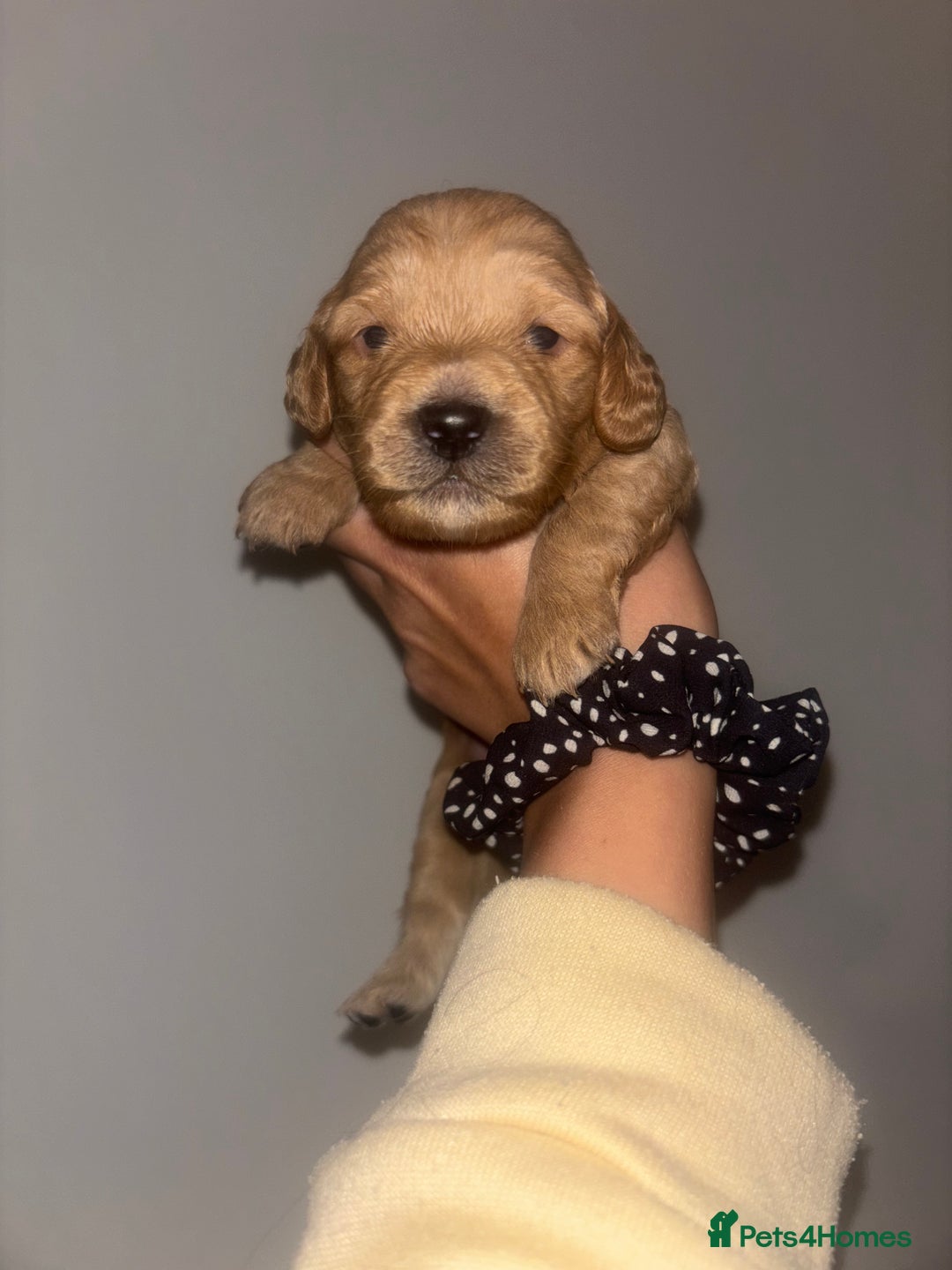 Cockapoo dogs for sale: Cockapoos puppies for sale *ready 19th feb* - Advert 3