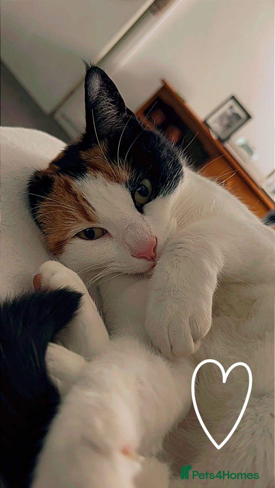 Domestic Shorthair cats for sale: Female cat (Taz) for rehome free - Advert 1