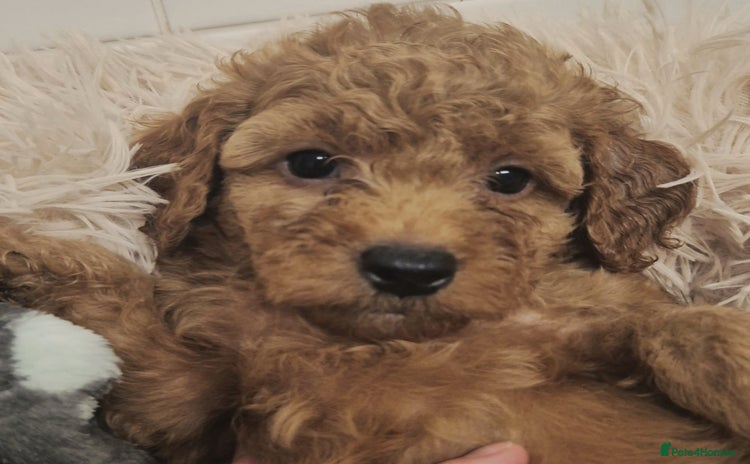 Cockapoo dogs - Advert 2