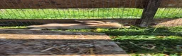 Mini Lop rabbits for sale: mini lop babies for sale - Advert 5