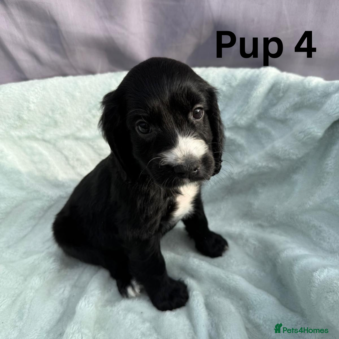 Cocker Spaniel dogs for sale: ⭐️ SHOW TYPE COCKER SPANIEL - READY ON 1ST AUGUST - Image 18