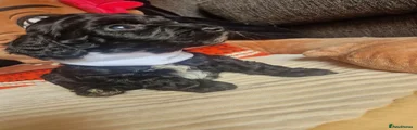 White collar