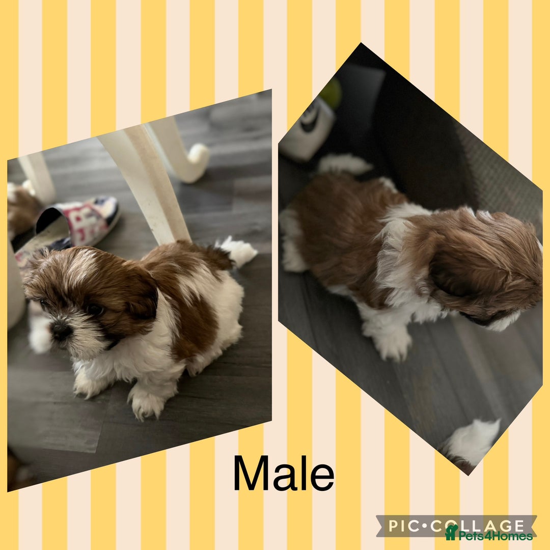 Shih Tzu dogs for sale: 3 males and 1 shiz tzu puppies for sale  - Image 6