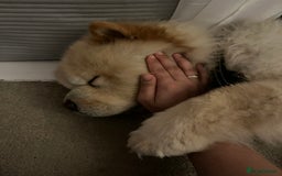 Chow Chow dogs for sale: Male cream chow chow (Loki) - Image 3