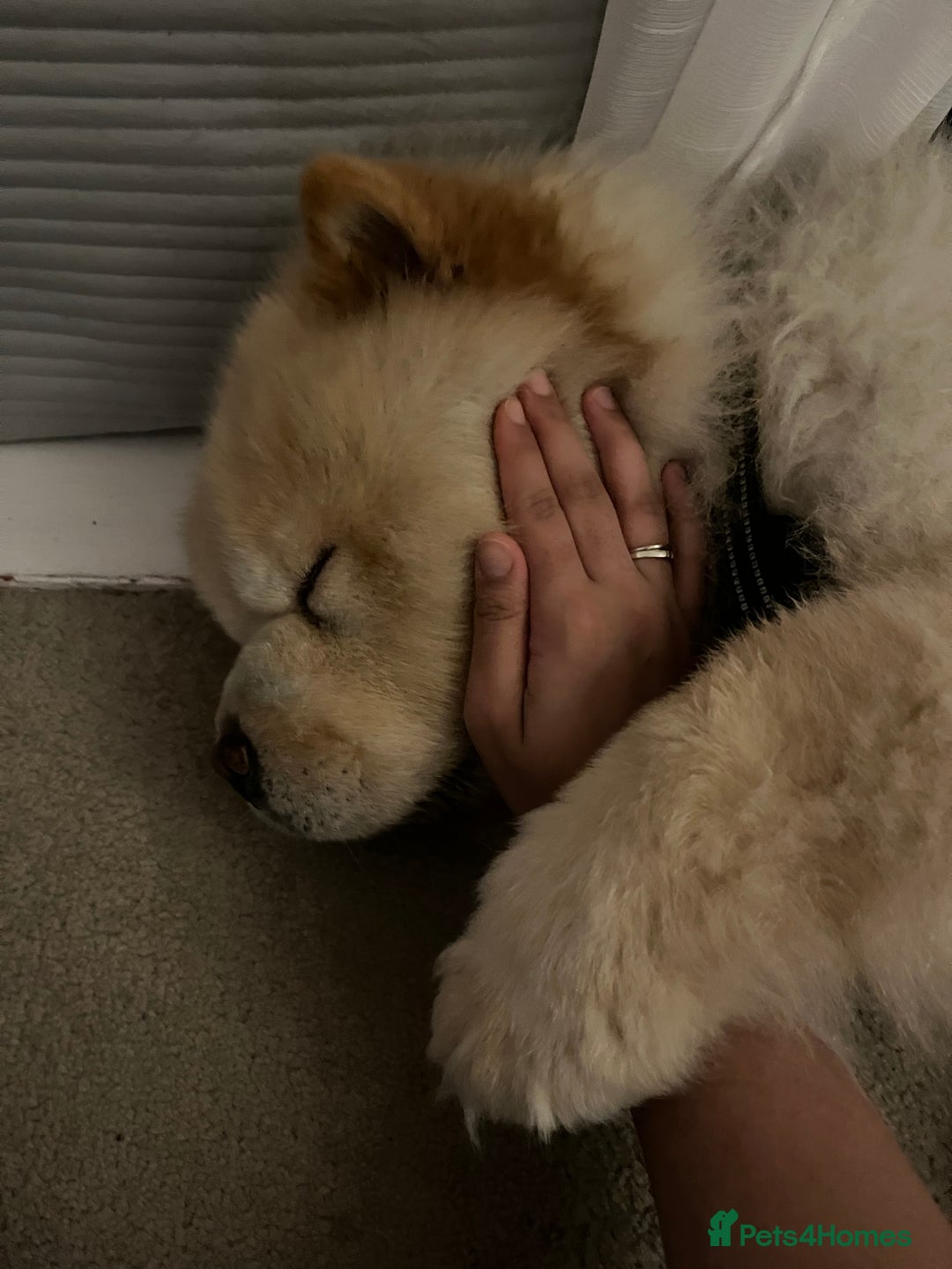 Chow Chow dogs for sale: Male cream chow chow (Loki) - Image 3