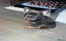 French Bulldog dogs for sale: Adorable Purebred Female French Bulldogs Ready! - Advert 11