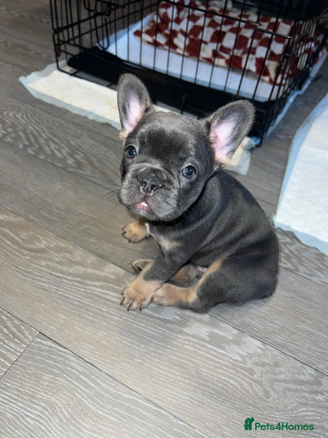French Bulldog dogs for sale: Adorable Purebred Female French Bulldogs Ready! - Advert 11