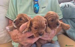 Cavalier King Charles Spaniel dogs for sale: beautiful ruby king charles cavalier  - Image 7