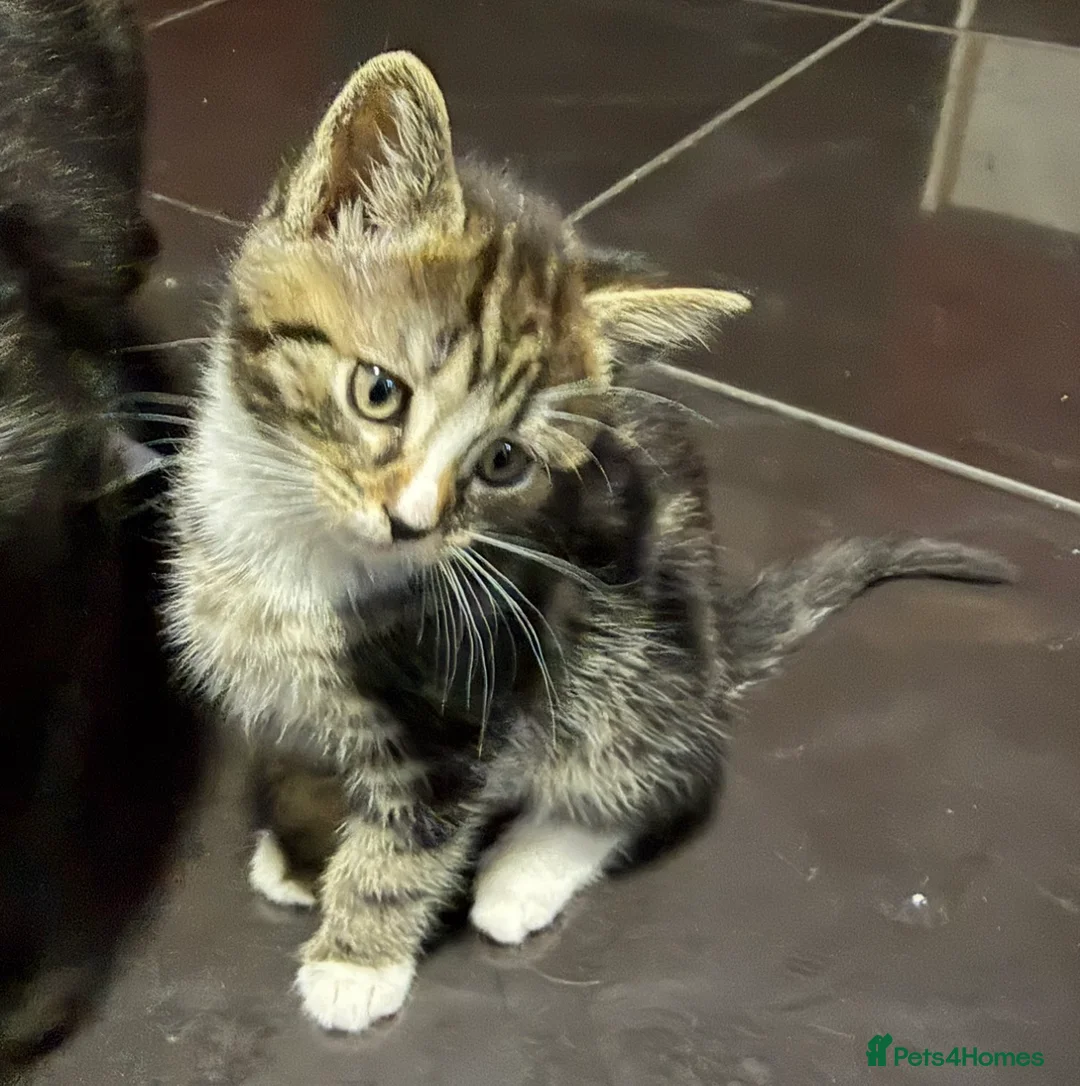 Mixed Breed cats for sale: Kitten  - Advert 5