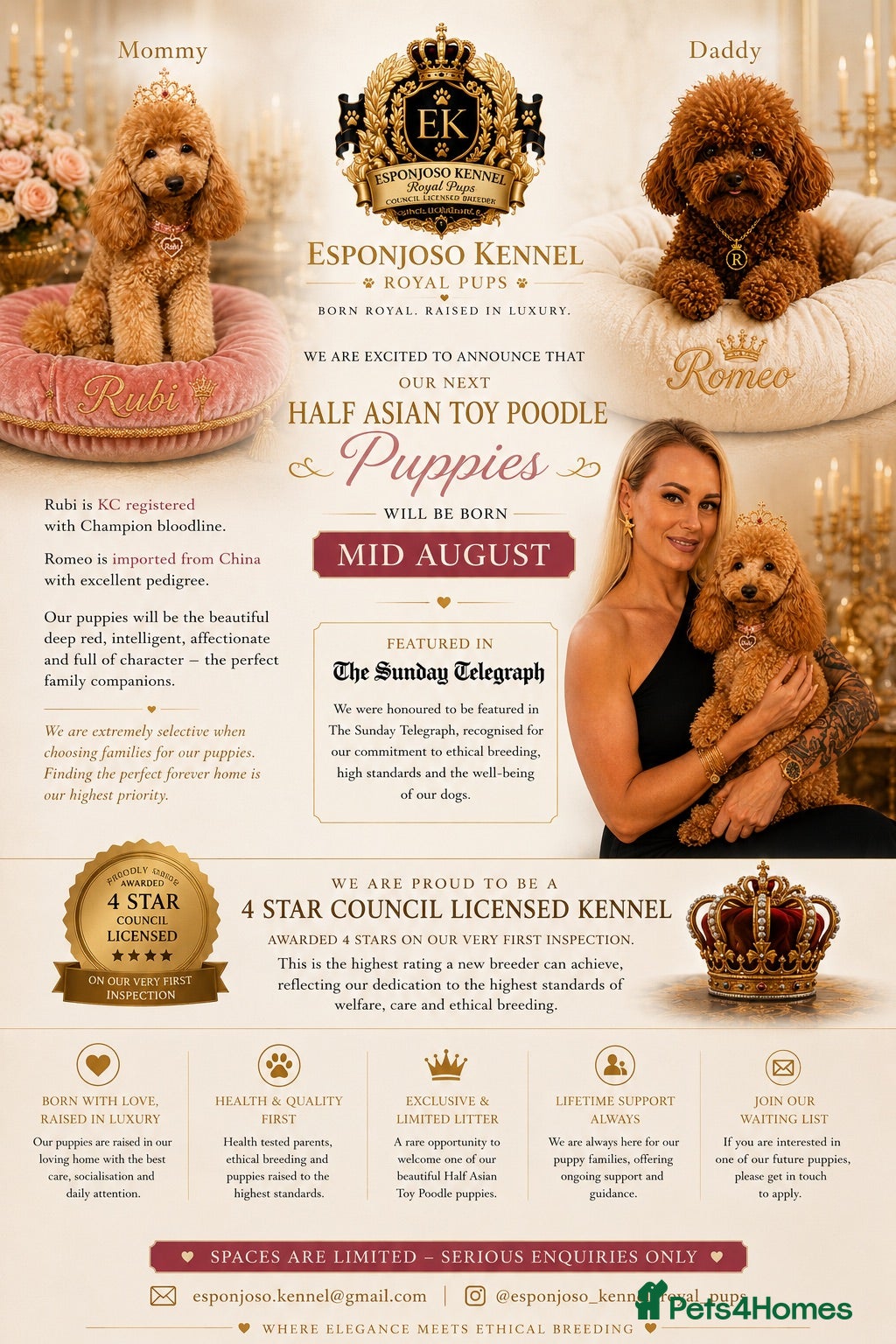 Toy Poodle dogs 👑 ESPONJOSO Half Asian Toy Poodle Waiting List 👑 - Advert 2