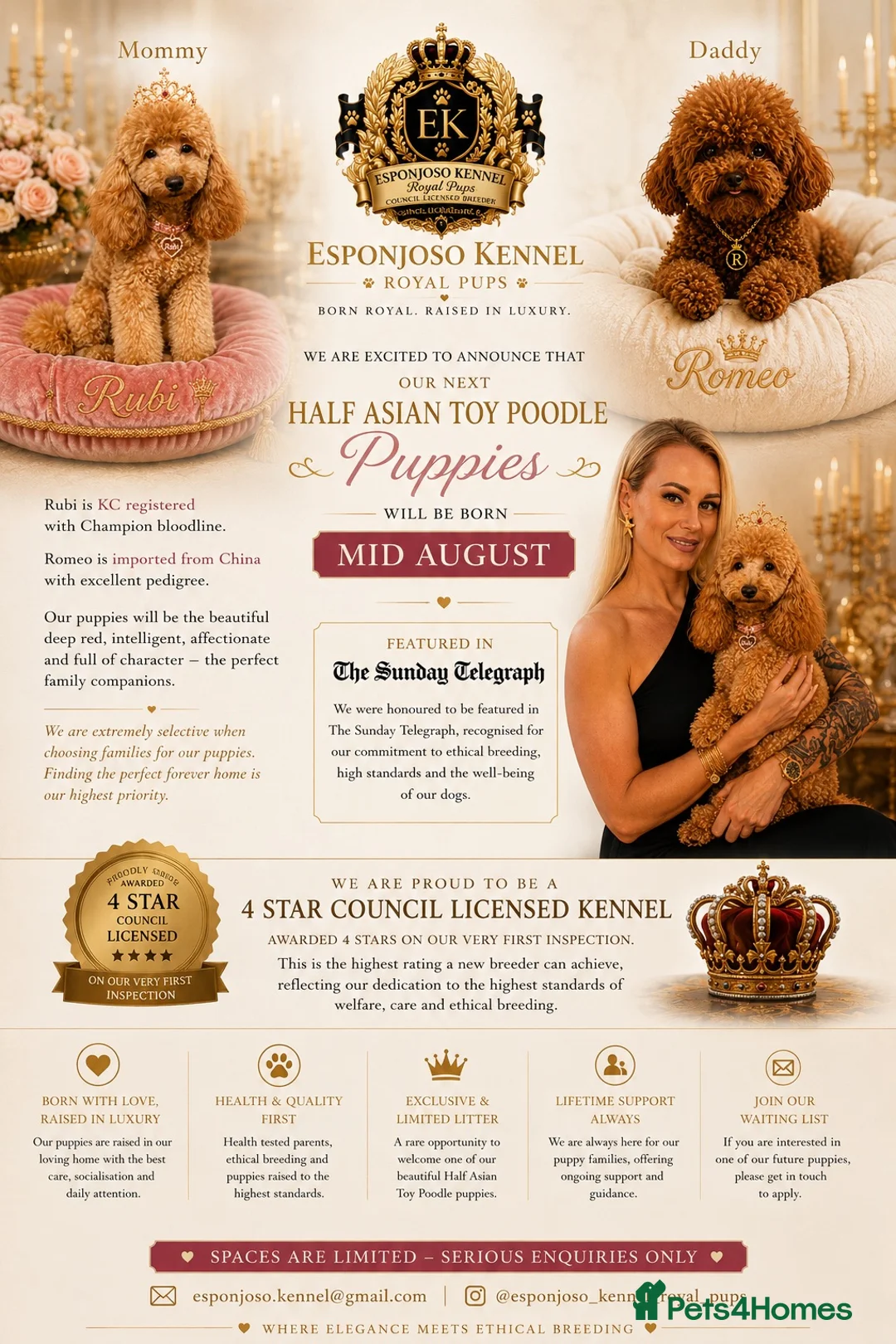 Toy Poodle dogs for sale: 👑 ESPONJOSO Half Asian Toy Poodle Waiting List 👑 - Advert 1