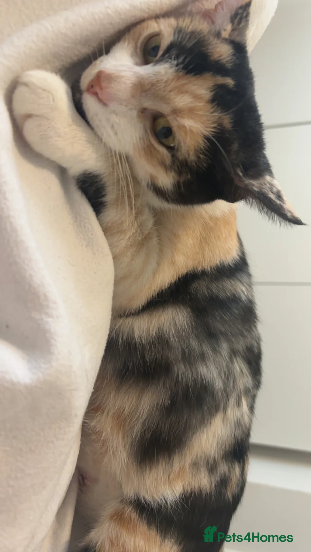 Mixed Breed cats for sale: Kitten  - Advert 3