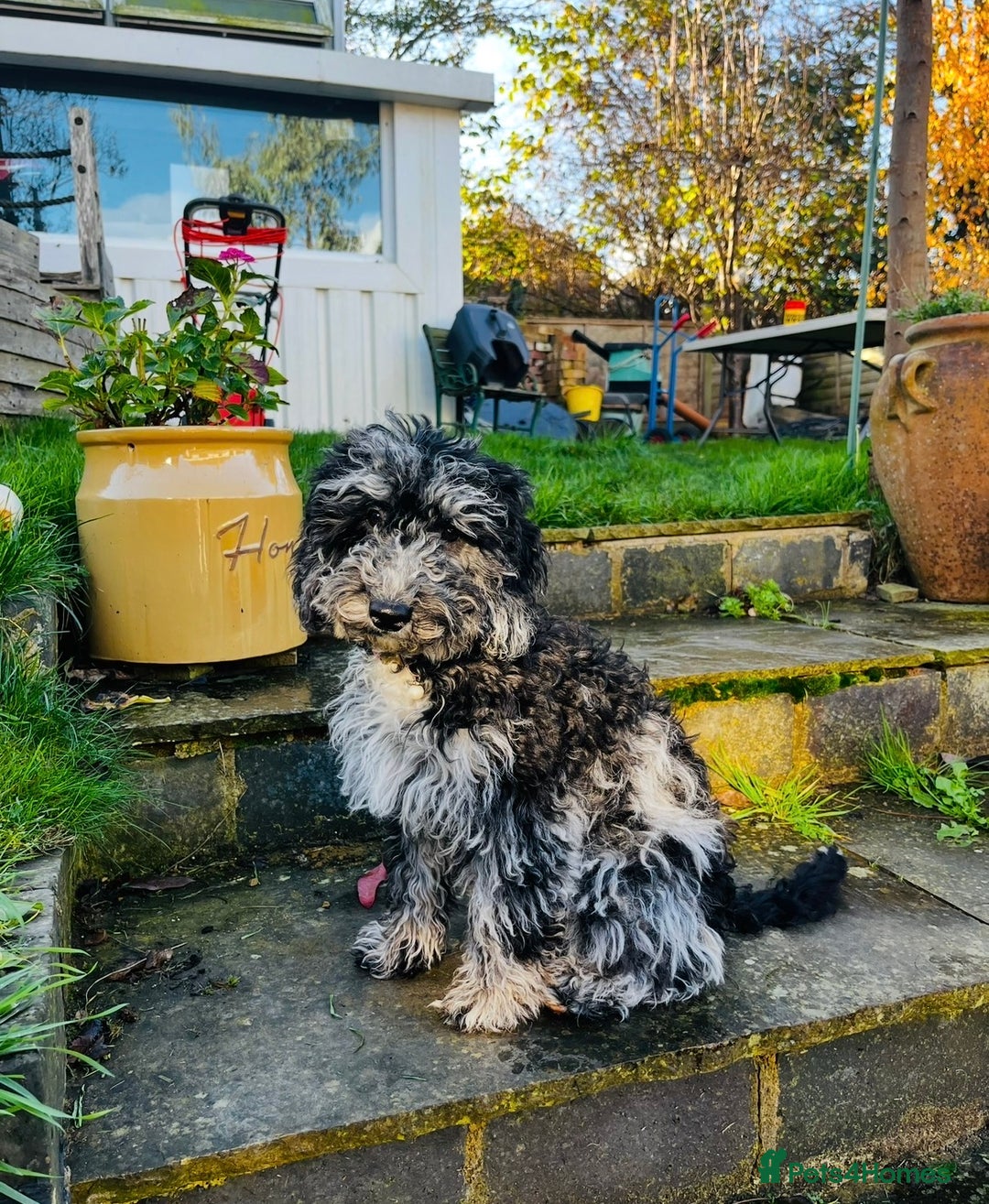 Cockapoo dogs for sale: Tinkerbell F1b merle cockapoo - Advert 1