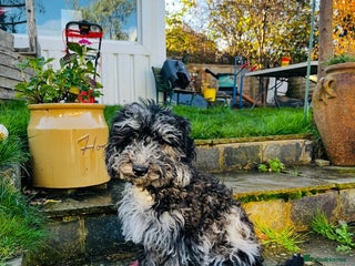 Cockapoo dogs Tinkerbell F1b merle cockapoo - Advert 1