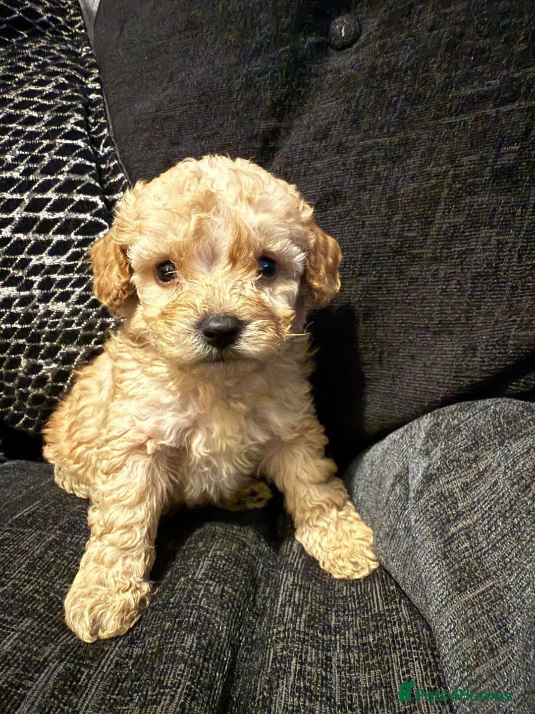 Cockapoo dogs for sale: Miniature f1b cockapoos like little teddy bears  - Advert 1