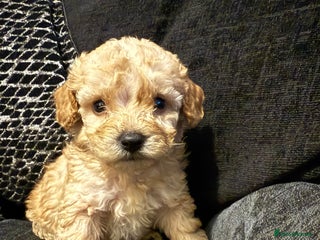 Cockapoo dogs Miniature f1b cockapoos like little teddy bears - Advert 2