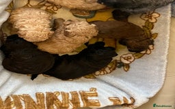 Shihpoo dogs for sale: beautiful shihpoo litter - Image 6