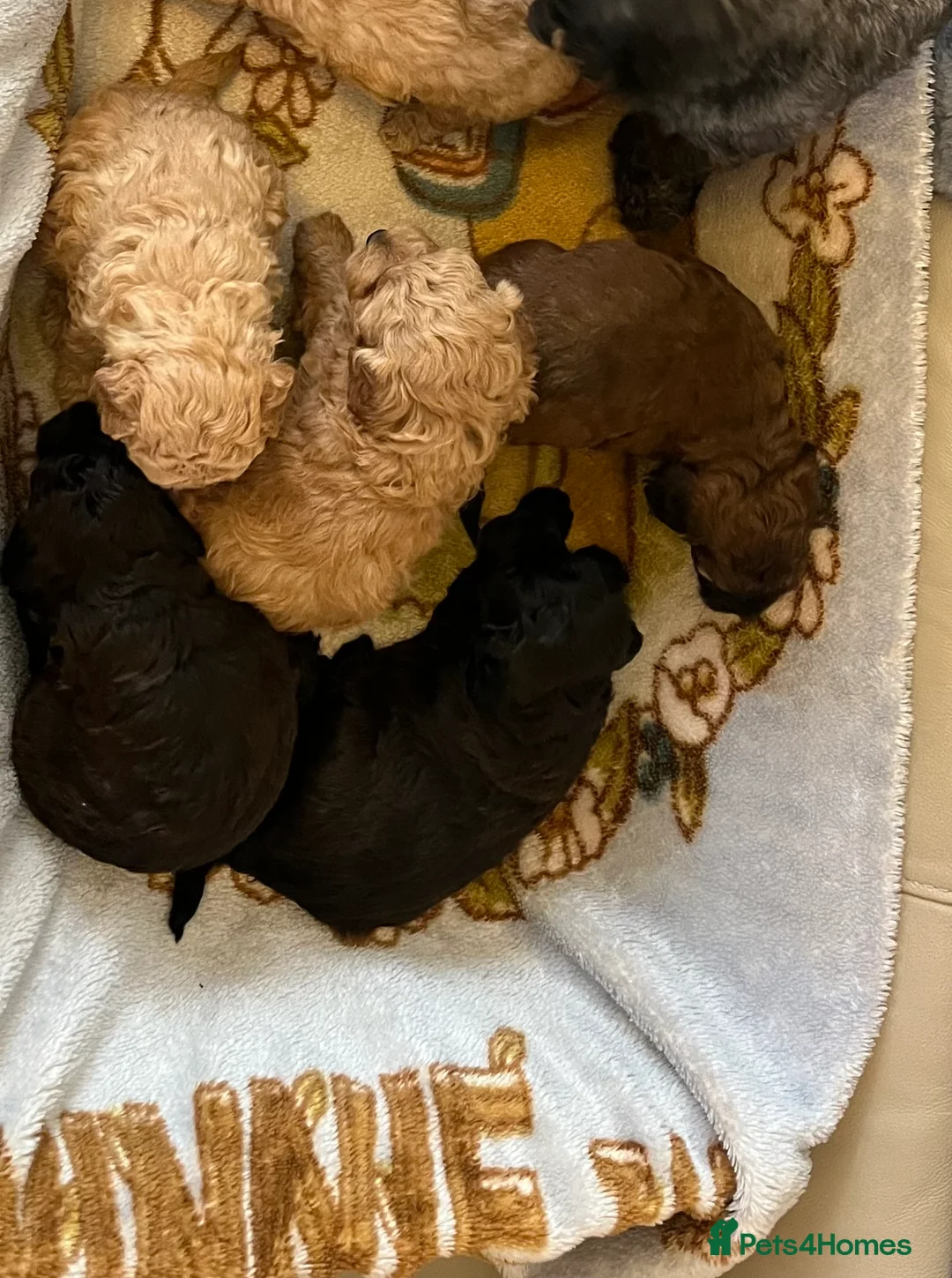 Shihpoo dogs for sale: 1 girl left shihpoo puppy fully vaccinated  - Advert 8