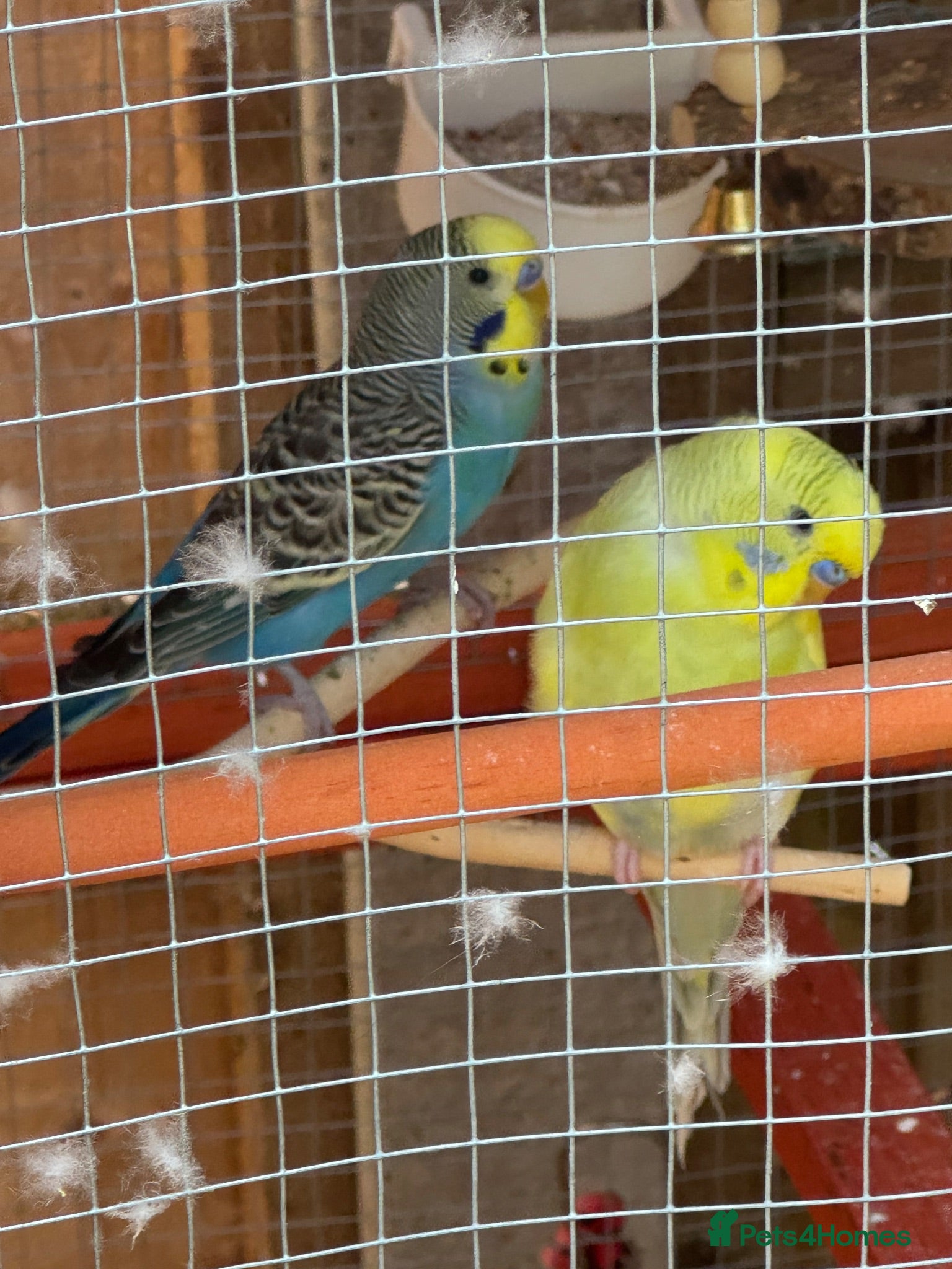 Budgerigars birds Full set up  - Advert 1
